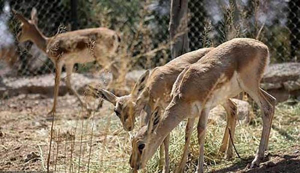 راهنمای گردشگری جزیره کیش+اماکن دیدنی کیش+جزیره کیش+جاذبه گردشگری کیش+بوستان آهوان+خانه بومیان+اسکله تفریحی کیش +ساحل مرجان کیش+جزیره هندورابی