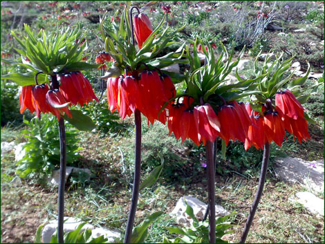  دره بید فریدن 