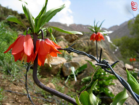  لاله زار فریدن 