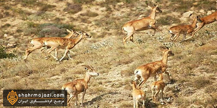  پارک ملی بمو  