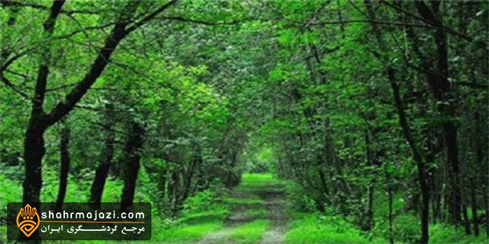  پارک جنگلی بی بی یانلو 