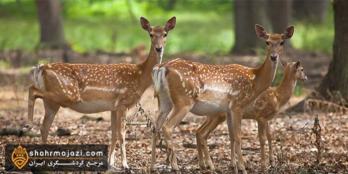  معرفی شهرستان میان دورود 
