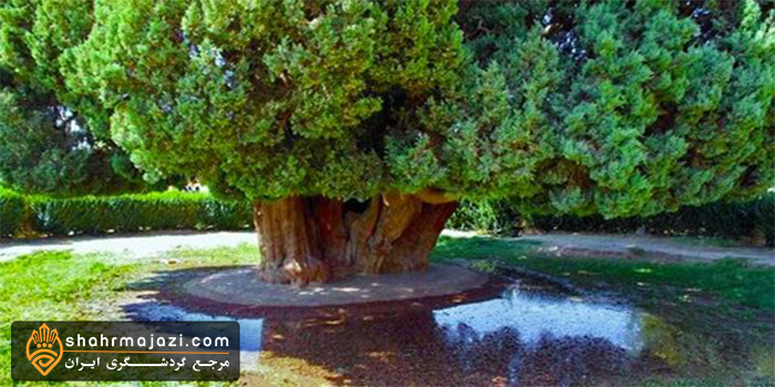 قدیمیترین موجود زنده ایران 